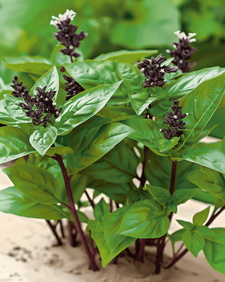 Manjericão tailandês (Ocimum basilicum) cultivado a partir de semente — uma erva fácil para principiantes