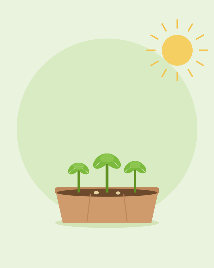 Ilustración plana de una bandeja de siembra con tres plántulas jóvenes al sol — cultivo a partir de semilla para principiantes, de SeedsChoice