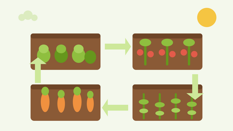 Rotação de culturas simplificada — ilustração plana de quatro canteiros de hortícolas com brássicas, tomates, raízes e leguminosas ligados por setas de rotação