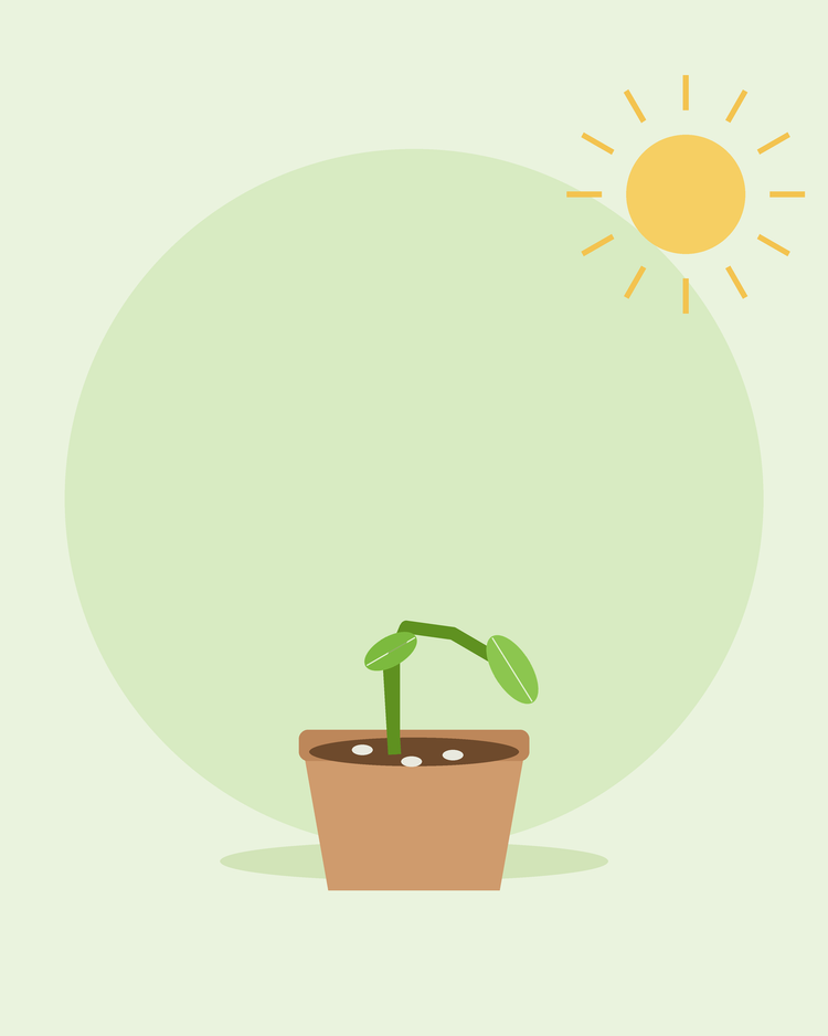 Ilustração plana de uma plântula tombada na base do vaso com bolor na terra — tombamento de plântulas (damping off), da SeedsChoice