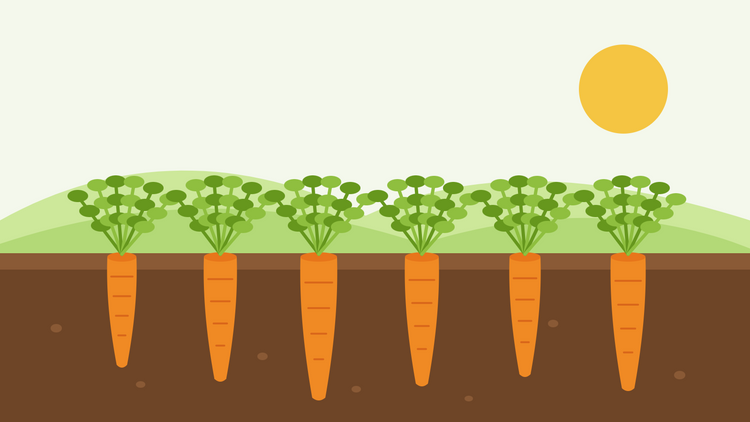 Como cultivar cenouras a partir de semente — ilustração plana de uma fila de cenouras laranja em corte transversal do solo, com folhagem verde e plumosa sob um sol baixo