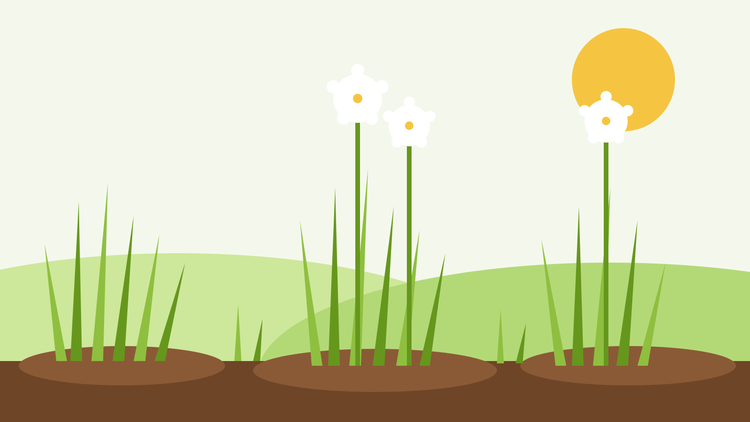 Como cultivar cebolinho-chinês a partir de semente — ilustração plana de cebolinho com folhas achatadas em forma de correia e flores brancas em estrela