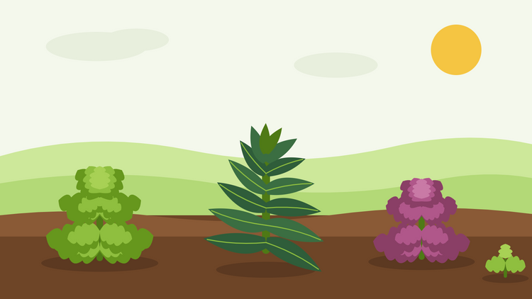 Cómo cultivar kale desde semilla — ilustración plana de kale rizado, cavolo nero y kale rojo creciendo en un bancal de verduras invernal