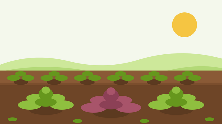 Como cultivar mostarda de folha a partir de semente — ilustração plana de um canteiro de horta com rosetas de Brassica juncea verde e vermelha em filas sob um sol intenso