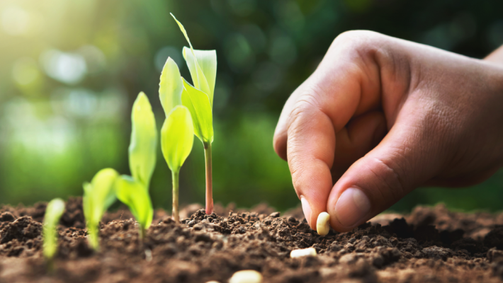 Sementes Biológicas – SeedsChoice