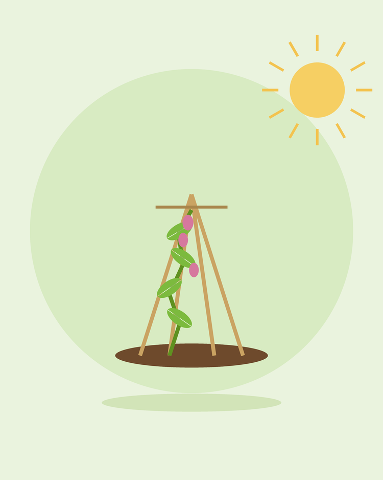 Ilustração plana de uma planta trepadora a subir por um suporte em wigwam — suportes para plantas e treliças, da SeedsChoice