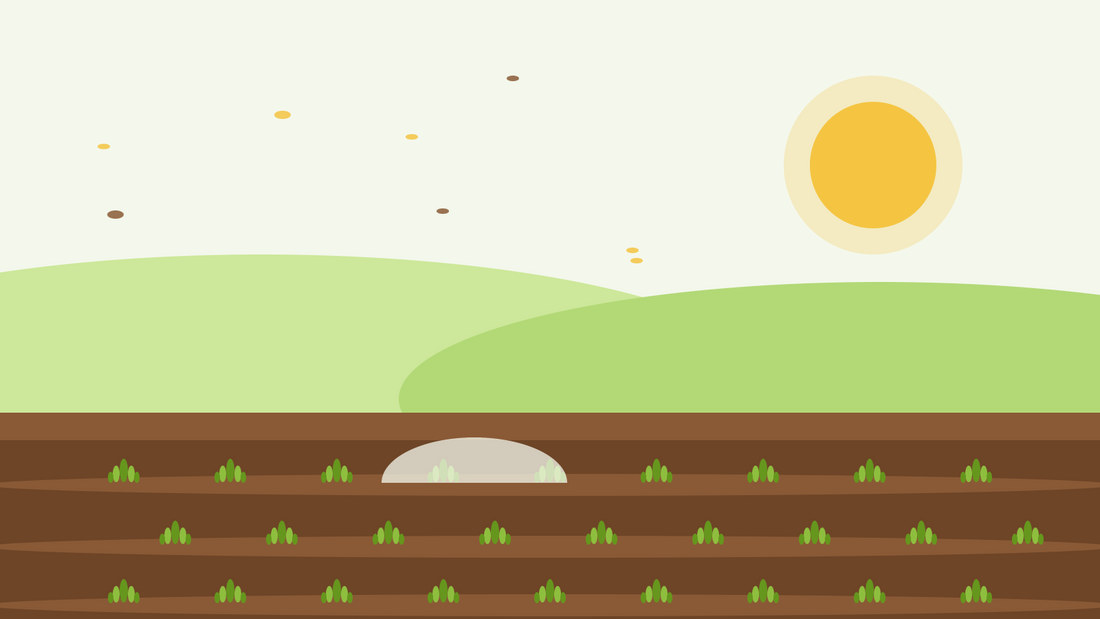 Sementeira de outono de anuais resistentes — ilustração plana de sulcos de sementeira com jovens rosetas verdes sob um túnel de velo e um sol baixo de outono