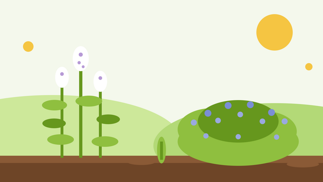 Menta gatera vs cataria — ilustración plana que compara la alta Nepeta cataria de flores blancas con el montículo bajo de flores azules de la menta gatera ornamental