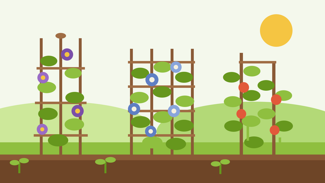 Plantas trepadoras a partir de semente — ilustração plana de um obelisco, um painel de treliça e uma vara de feijão cobertos de videiras frondosas e flores.