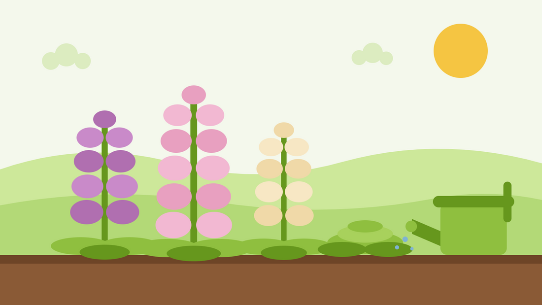 Cuidados com a dedaleira Dalmatian — ilustração plana de três espigos de dedaleira com rosetas de folhas, uma bordadura com cobertura de solo e um regador