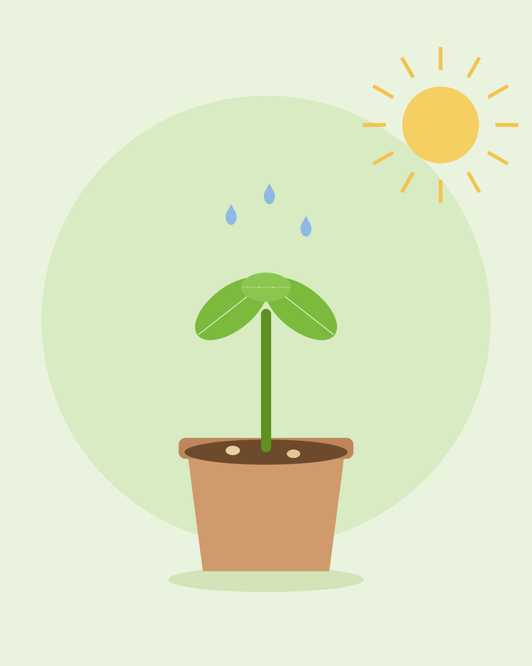 Ilustração plana de uma plântula jovem a brotar num vaso sob o sol com gotas de água — germinação de sementes da SeedsChoice