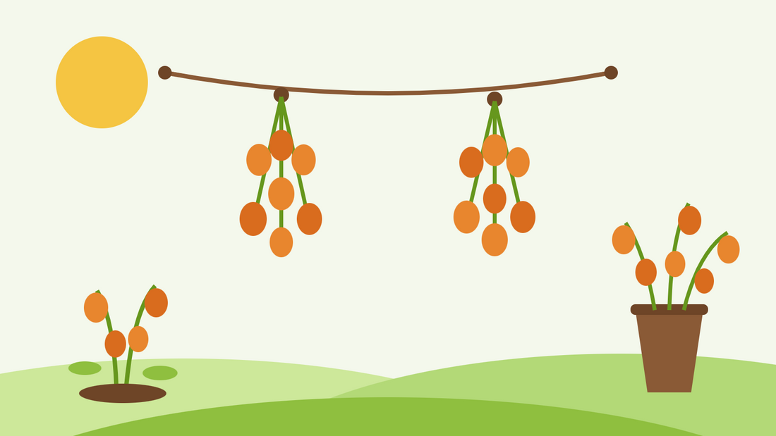 Como secar physális — ilustração plana de cápsulas laranja de Physalis penduradas em molhos numa corda de secagem ao lado de um vaso de hastes secas