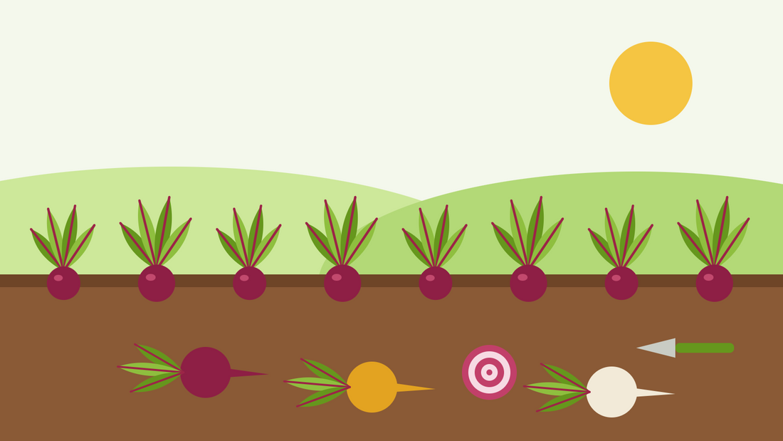 Como cultivar beterraba a partir de semente — ilustração plana de uma fila de beterrabas vermelhas com rama frondosa na terra, com raízes arrancadas vermelhas, douradas e brancas e uma rodela às riscas de Chioggia