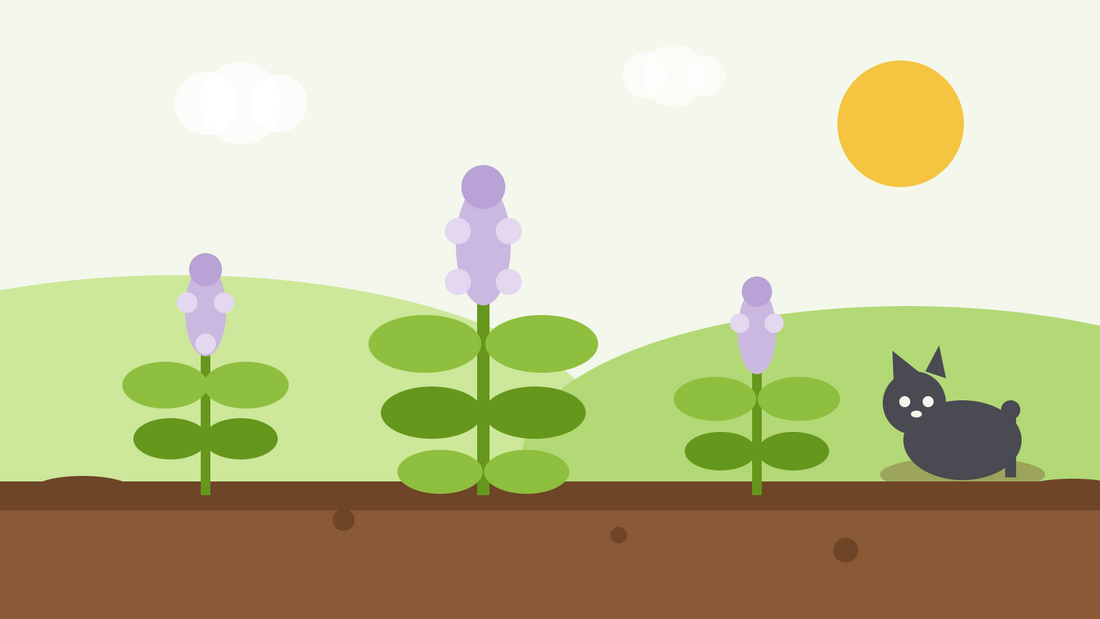 Cómo cultivar menta de gato desde semilla — ilustración plana de plantas de Nepeta cataria con suaves espigas de flores lila y un gato descansando junto a ellas en un parterre soleado