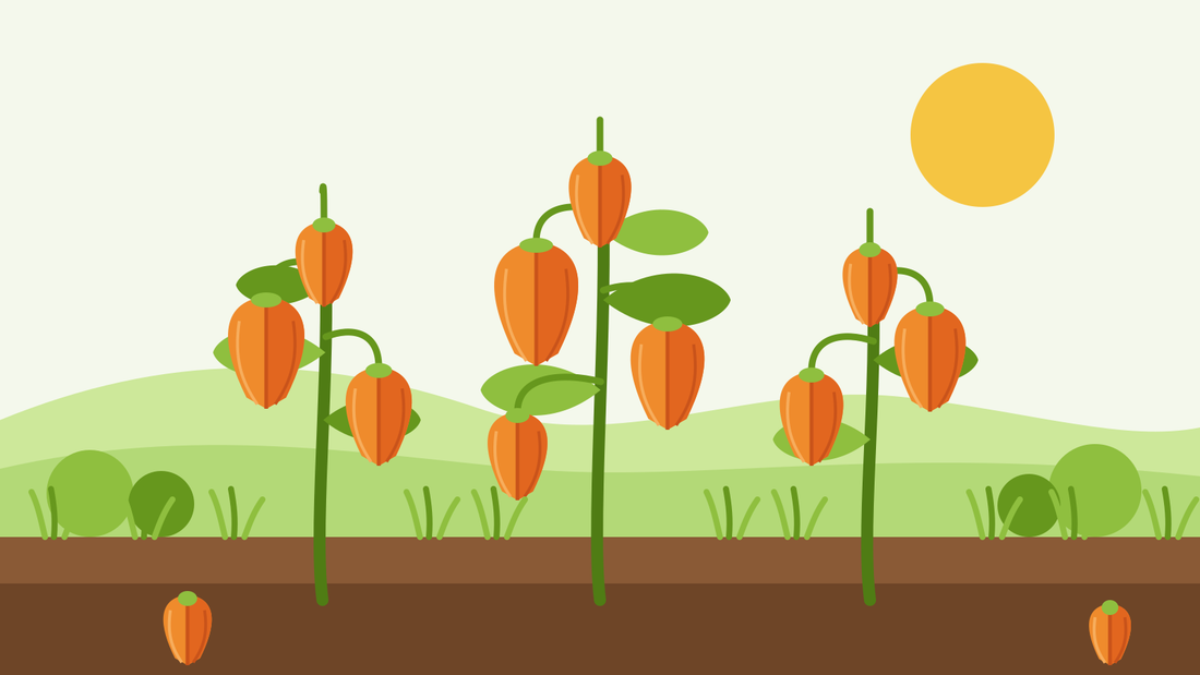 Como cultivar alquequenjes a partir de semente — ilustração plana de plantas de Physalis alkekengi com lanternas laranja de papel suspenso sobre um canteiro