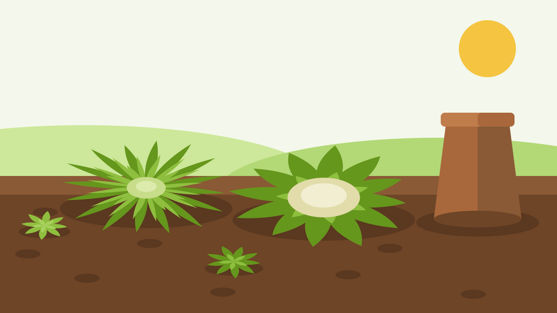 How to grow endive from seed — flat illustration of a curly frisée rosette and a broad-leaved escarole with a pale blanched heart beside an upturned terracotta pot