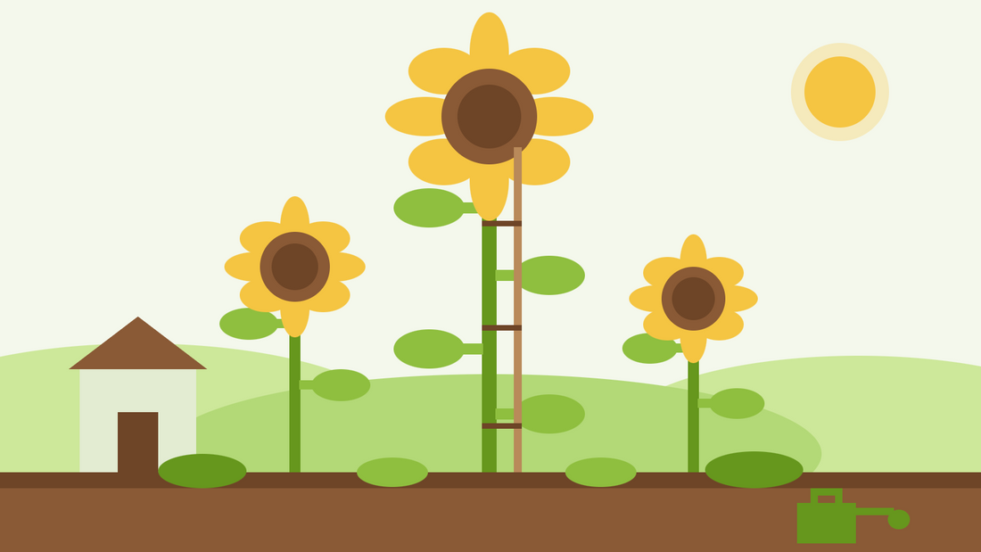 Como cultivar girassóis gigantes — ilustração plana de um girassol alto tutorado ao lado de girassóis mais pequenos e de um abrigo de jardim para escala