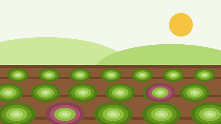 Como cultivar alface a partir de semente — ilustração plana de filas de rosetas de alface verde e vermelha num canteiro de horta ensolarado