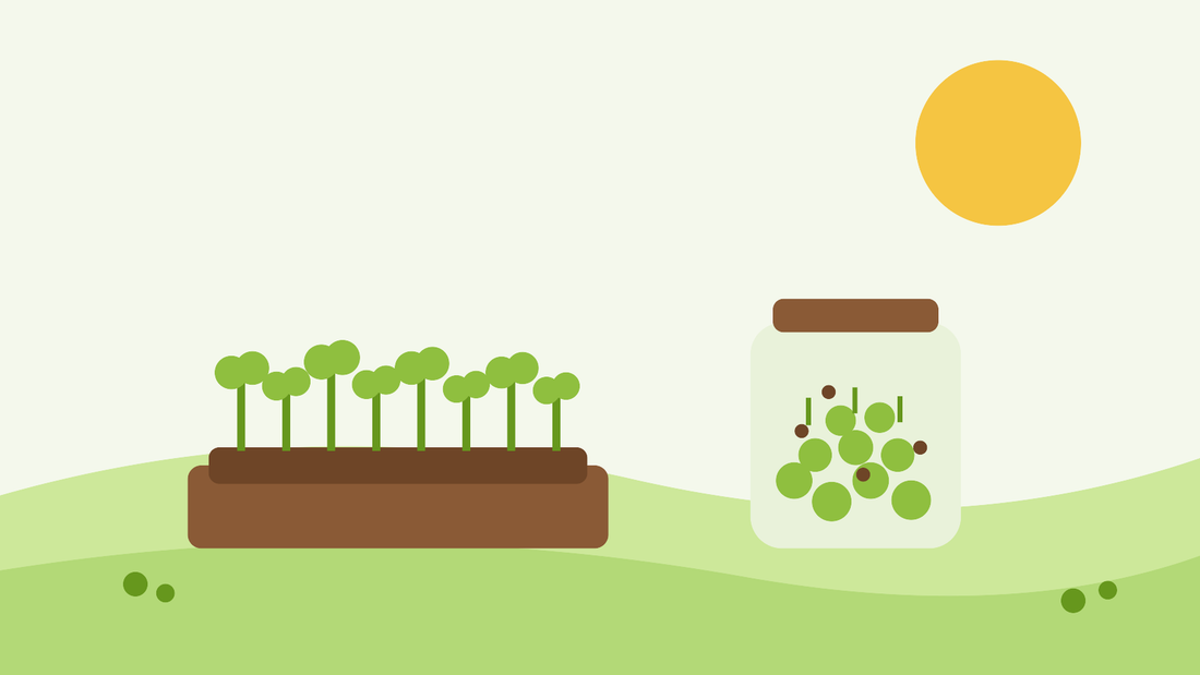 Como cultivar microverdes e germinar sementes — ilustração plana de um tabuleiro de microverdes e um frasco de sementes germinadas num parapeito de janela