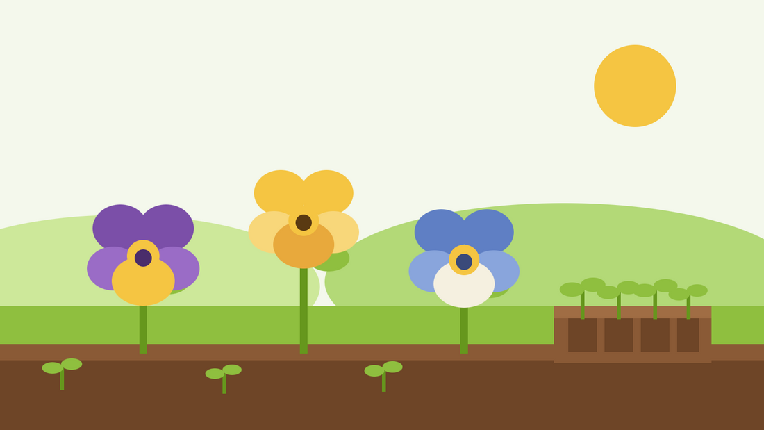 Como cultivar amores-perfeitos a partir de semente — ilustração plana de três flores de amor-perfeito em roxo, amarelo e azul, ao lado de um tabuleiro de sementeira com plântulas jovens