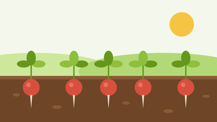 Como cultivar rabanetes a partir de semente — ilustração plana de uma fila de rabanetes redondos e vermelhos em solo escuro, com folhas verdes no topo, sob um sol brilhante