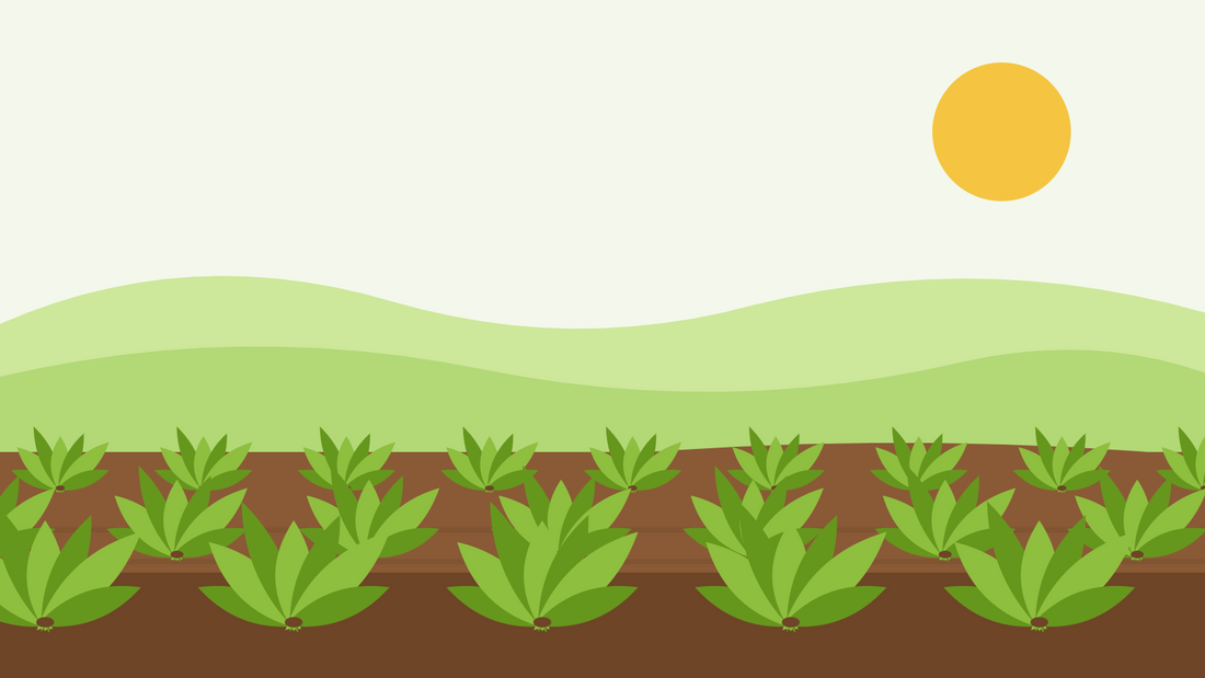 Como cultivar espinafre a partir de semente — ilustração plana de filas de plantas de espinafre com folhas largas a crescer em solo escuro sob um sol baixo de outono