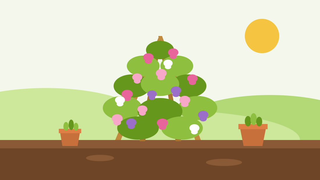 Como cultivar ervilhas-de-cheiro a partir de semente — ilustração plana de um suporte em cone de canas coberto de flores de ervilha-de-cheiro em rosa, roxo e branco, com vasos de plântulas ao lado