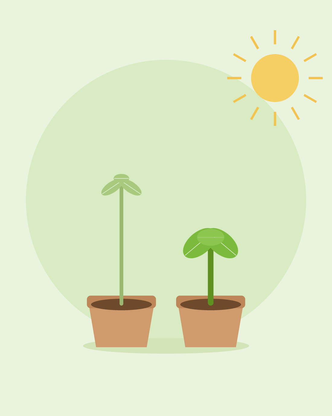 Ilustración plana que compara una plántula alta y desgarbada con una compacta y robusta en macetas — cómo solucionar el etiolamiento de plántulas, de SeedsChoice