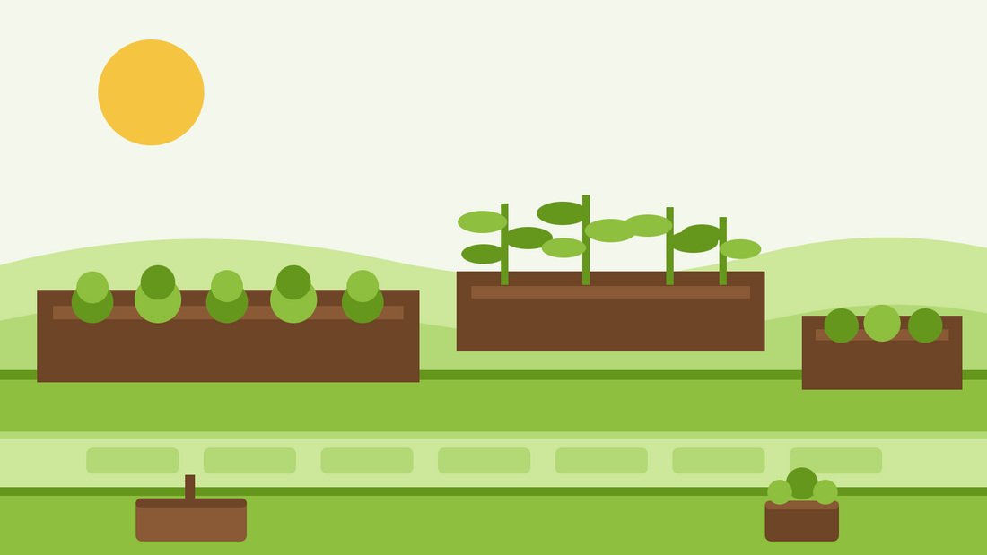 Canteiros elevados para principiantes — ilustração plana de três canteiros elevados em madeira cheios de terra e filas de plantas jovens ao lado de um caminho de jardim