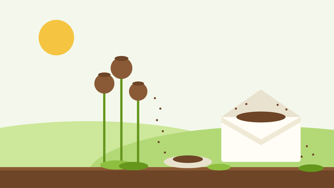 Guardar sementes — ilustração plana de cabeças maduras de sementes de papoila a soltar sementes, ao lado de um pires e de um envelope de papel aberto cheio de sementes