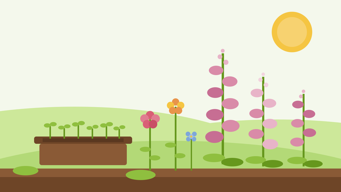 Sementeira de dedaleiras e bienais — ilustração plana de um tabuleiro de sementeira com plântulas verdes ao lado de espigas de dedaleiras cor-de-rosa, goivos e Dianthus barbatus (cravos de poeta) num jardim de verão, da SeedsChoice