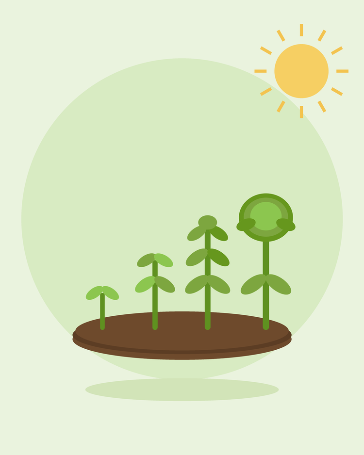 Ilustração plana de uma fila de plantas em diferentes fases de crescimento, desde o rebento até à colheita — sementeira em sucessão, da SeedsChoice