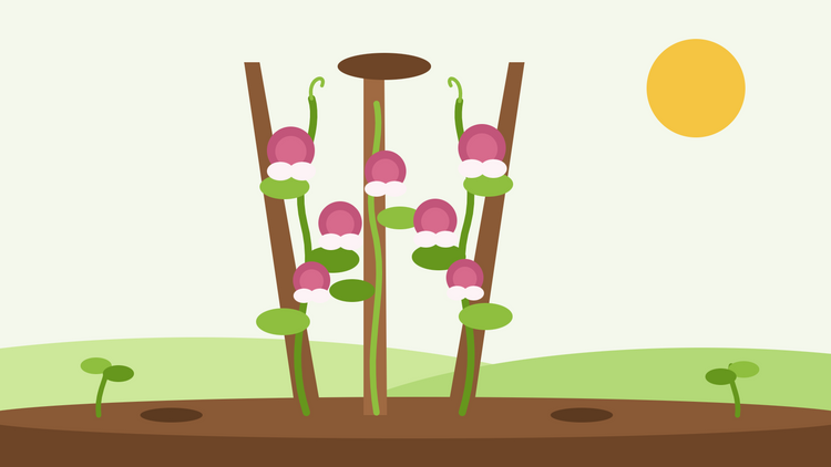 Ervilha-de-cheiro Painted Lady — ilustração plana de flores de ervilha-de-cheiro em rosa-carmim e branco a trepar por uma estrutura de varas em pirâmide num jardim verdejante