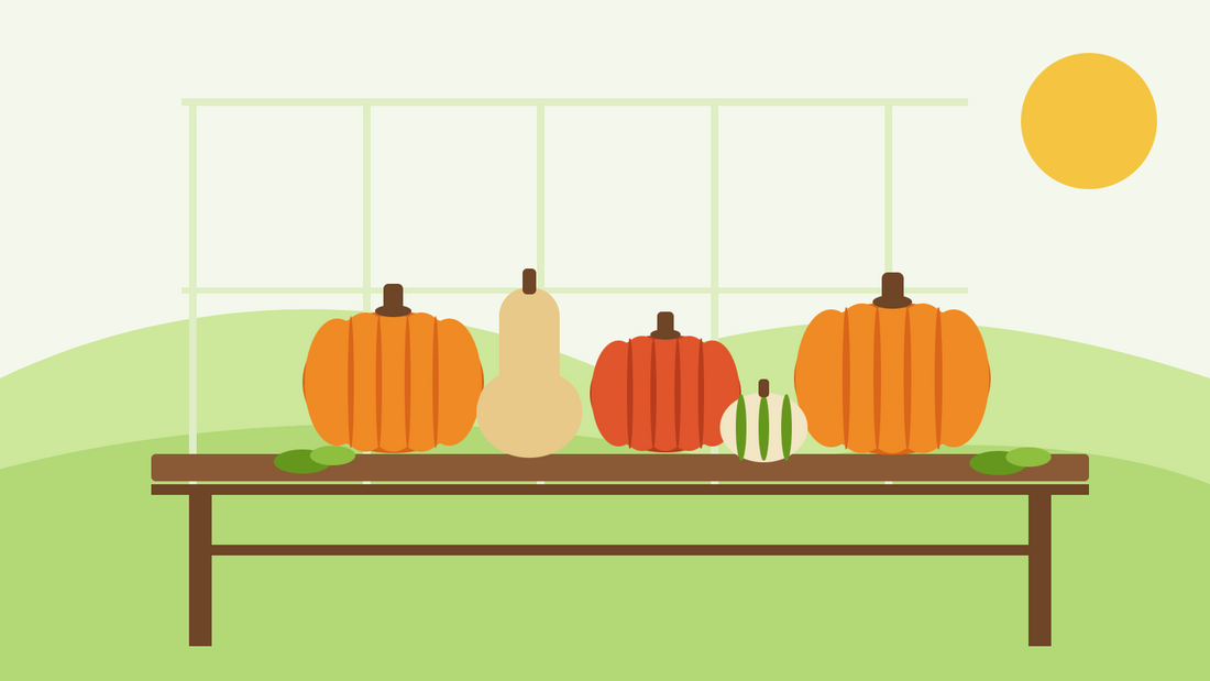 Quando colher abóboras — ilustração plana de abóboras laranja, uma moranga red kuri e uma butternut a curar num banco de madeira de estufa ao sol de outono