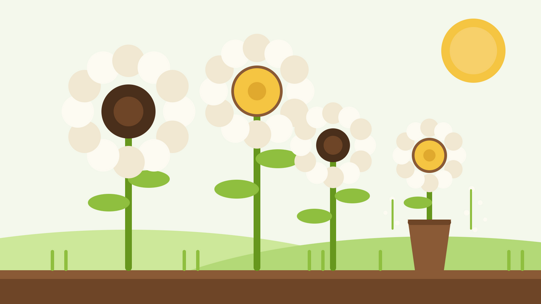 Girassóis brancos para corte — ilustração plana de girassóis branco-creme com centros escuros e dourados ao lado de um vaso num jardim