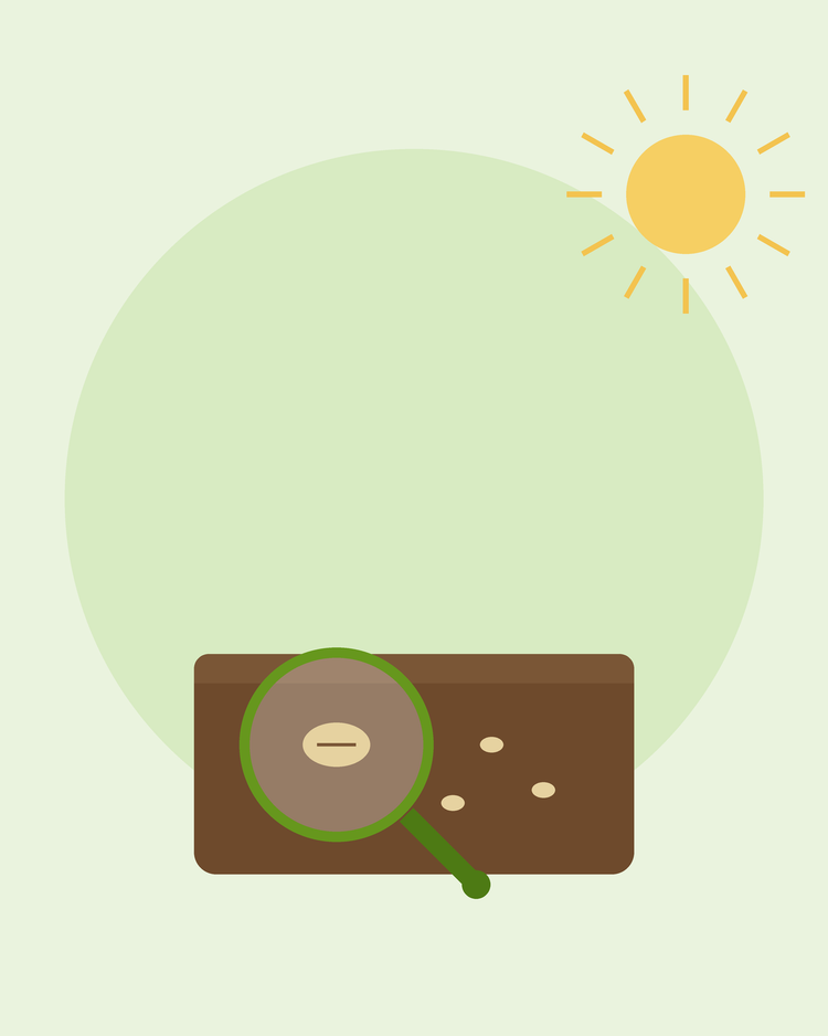 Ilustração plana de uma lupa a examinar uma semente na terra — como resolver problemas de germinação, da SeedsChoice