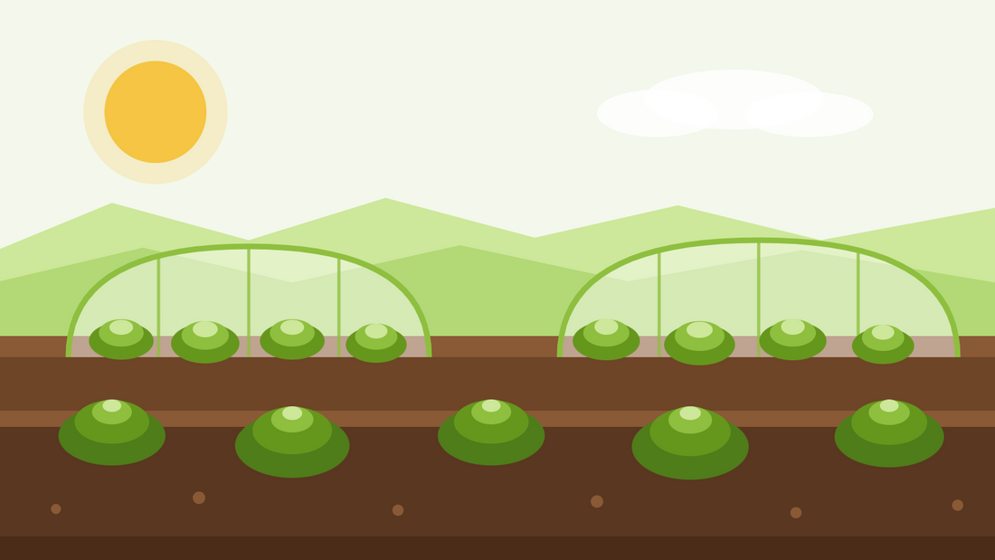 Alface de inverno — ilustração plana de filas de alface sob campânulas e túneis de tecido agrotêxtil, com um sol baixo de inverno.