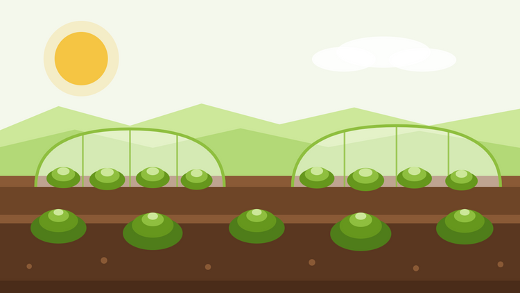 Winter lettuce — flat illustration of lettuce rows under cloches and fleece tunnels with a low winter sun