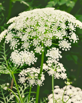 Sementes Toothpick The Giant Biológicas Ammi Visnaga Flores Anuais