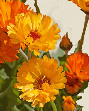 Pot Marigold Pacific Beauty seeds (Calendula officinalis) – organic annual flower