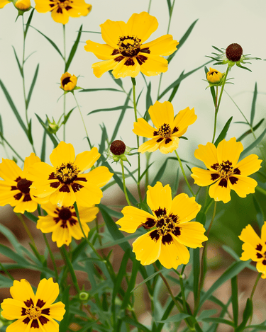 Sementes de Tall Mixed Double Butter Daisy (Coreopsis tinctoria) – mistura anual biológica