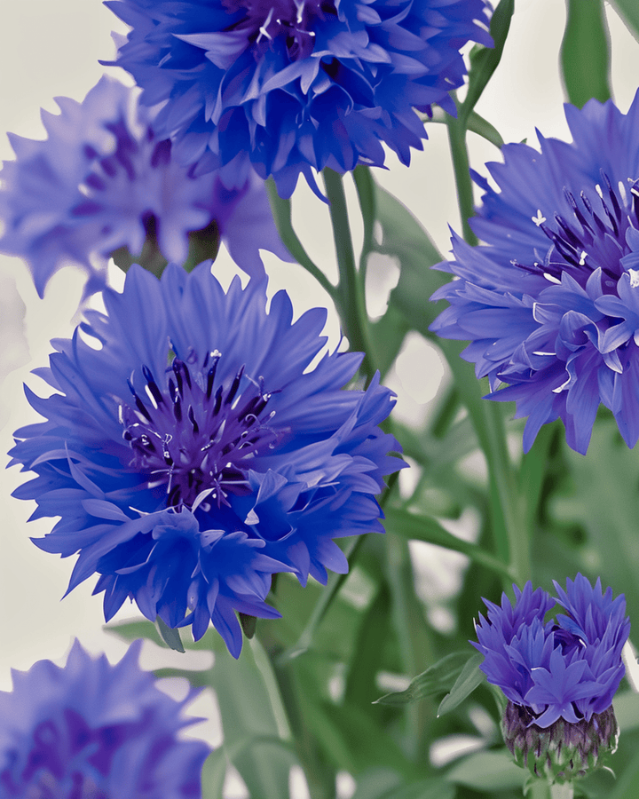 Sementes de centáurea Blue Ball (Centaurea cyanus) – flor anual biológica