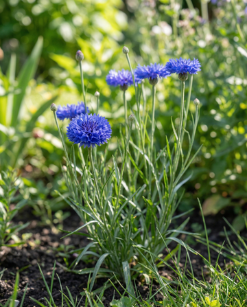 Centáurea Blue Ball (Centaurea cyanus) – sementes biológicas de flor anual da SeedsChoice