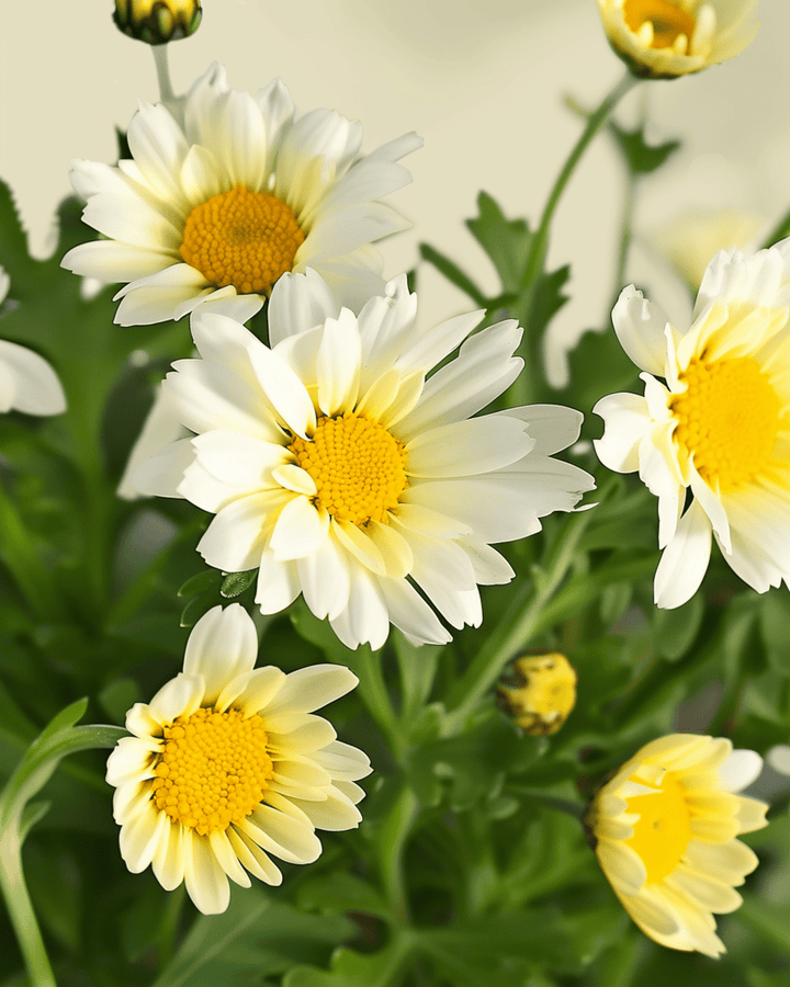 Sementes Mixed Single Flowered (Chrysanthemum coronarium) – flor anual biológica