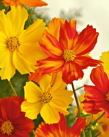Bright Lights seeds (Cosmos sulphureus) – organic annual mix