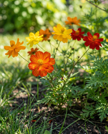 Bright Lights (Cosmos sulphureus) – sementes orgânicas de mistura anual da SeedsChoice