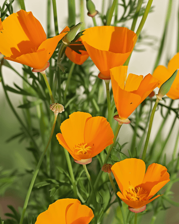 Semillas de Aurantiaca Yellow (Eschscholzia californica) – flor anual ecológica