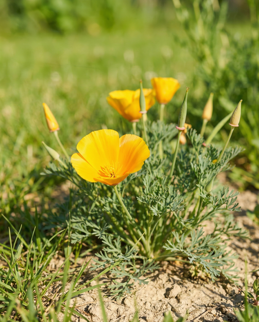 Aurantiaca Yellow (Eschscholzia californica) – semillas ecológicas de flor anual de SeedsChoice