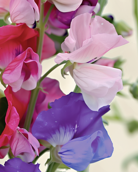 Sementes de Ervilha-de-Cheiro Orgânica Spencer Mixed Lathyrus Odoratus Anual