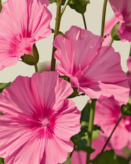 Sementes de malva biológica Lavatera trimestris flores anuais mistura Rose Red